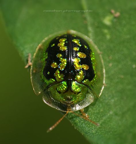 Tortoise Beetles are some of my favorites and this Mottled Tortoise Beetle is no exception. Instrumental Music Songs, Beetle Photo, Beautiful Beetles, Richard Webber, Tortoise Beetle, Weird Insects, Woodlice, Rhino Beetle, Butterflies Activities