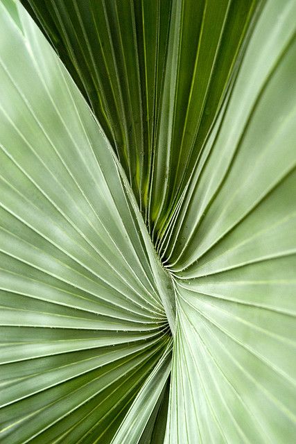 Bismarck Palm, Leaf Vector, Exposition Photo, Mint Green Aesthetic, Theme Nature, Green Inspiration, Texture Inspiration, Letter X, Mellow Yellow