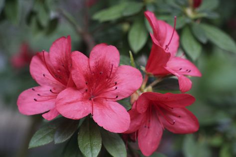 Tree Small Garden, Small Garden Border, Japanese Azalea, Azalea Japonica, Red Rhododendron, Small Garden Borders, Indoor Office Plants, Azalea Flower, Garden Border