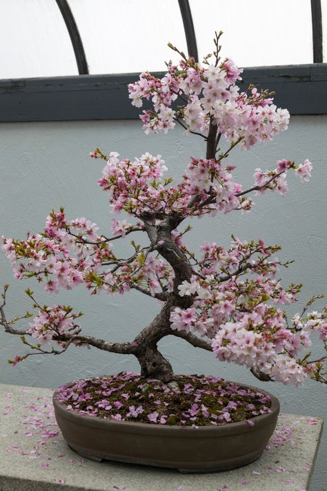 Cherry trees throw out lovely white or pink flowers in spring, covering the sky with their petals. It's no wonder that they're so sought after in bonsai! Growing Cherry Bonsai From Seed #theplantbible #plantbible #plant #GrowingCherryBonsaiFromSeed Bonsai Tree Aesthetic, Pink Bonsai Tree, Bonzi Trees, Bonsai Tree Decor, Bonsai Cherry Tree, Bonsai From Seed, Bonsai Growing, Object Character, Cherry Blossom Bonsai