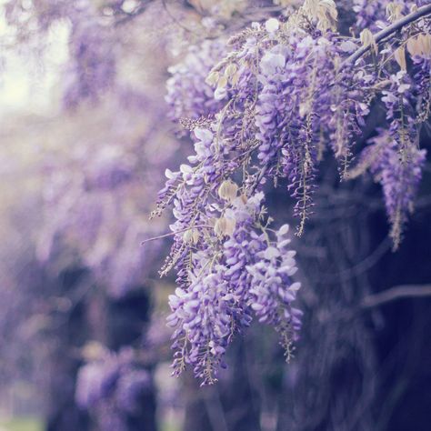 https://flic.kr/p/cn1MuY | Untitled Wisteria Tree, Flowers Growing, Lavender Aesthetic, Royal Aesthetic, Purple Garden, Wild Spirit, Purple Love, Bougainvillea, Pastel Purple