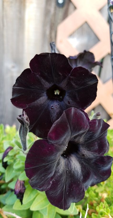 October Gardening, Dream Garden Flowers, Petunia Tattoo, Creative Garden Ideas, Black Petunias, Purple Petunias, Flower Chart, Goth Garden, Rare Orchids