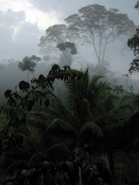 Foggy Forest, The Mist, The Fog, Mist, Trees, Forest, Plants