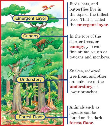 Layers of the rainforest diagram Rainforest Layers Printable, Rainforest Layers Craft, Layers Of The Rainforest Free Printable, Preschool Rainforest, Layers Of The Rainforest, Rainforest Diorama, Rainforest Preschool, Rainforest Classroom, Rainforest Crafts