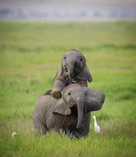 Nature is Lit on Twitter: "🔥 Young Elephant siblings 🔥… " Baby Elephants Playing, Elephants Playing, Funny Love Pictures, Elephant Pictures, Elephants Photos, Baby Elefant, Baby Elephants, Baby Animals Funny, Cute Elephant