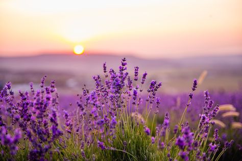 Spring Cover Photos, Aesthetic Wallpaper Spring, Spring Landscape Photography, Facebook Cover Photos Inspirational, Spring Lockscreen, Spring Wallpaper Aesthetic, Spring Aesthetic Wallpaper, Wallpaper Edgy, Facebook Background