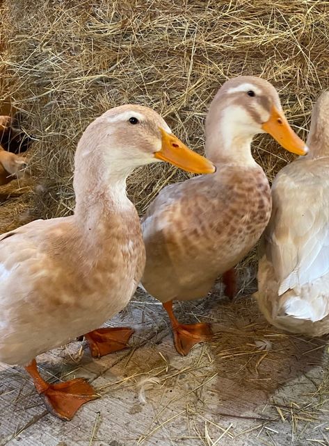 The Saxony ducks have to be one of the easiest breed of duck to raise. I love incubating their eggs and they do lay a good number of eggs. The ducklings actually like one another. They are friendly and some truly like to cuddle. I encourage anyone who wants to try ducks on their homestead to research the Saxony. Saxony Ducks, Pet Duck, Types Of Ducks, Duck Photography, Lawn Goose, Backyard Ducks, Duck Breeds, Villa Toscana, Pet Ducks