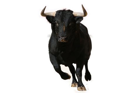 Bull Running, Spectacles, Spain, Running, Animals