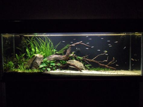 Biotope Aquarium, Fish Tank Themes, Taman Air, Diy Fish Tank, Fish Tank Design, Aquascape Design, Tropical Fish Tanks, Fresh Water Fish Tank, Diy Aquarium