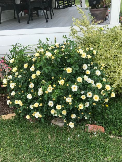 “Popcorn” drift rose Popcorn Drift Rose, Popcorn Drift Roses Landscape Ideas, Drift Roses Landscape, Drift Roses Landscape Ideas, Roses Landscape, Drift Roses, Landscaping With Roses, Instagram Username Ideas, Backyard Plants