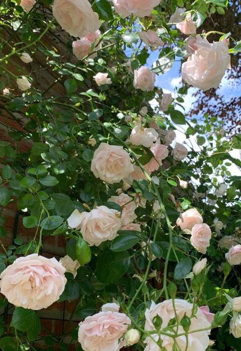 ‘New Dawn’ Climbing Rose (Rosa ‘New Dawn’) New Dawn Climbing Rose, Climbing Rose, Rose Varieties, Traditional Garden, Climbing Roses, Flowering Vines, House Projects, Floral Display, Facades