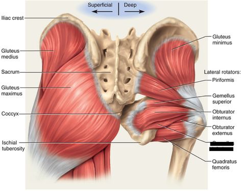 Muscles Diagram, Punkty Spustowe, Human Muscle Anatomy, Bolesti Chrbta, Yoga Anatomy, Human Body Anatomy, Lower Extremity, Muscle Anatomy, Foot Reflexology