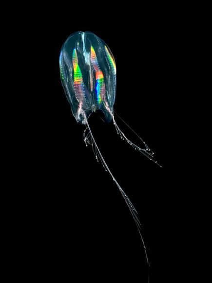 A rainbow-colored Comb Jellyfish near Antarctica | Ingo Arndt Comb Jellyfish, Comb Jelly, Deep Sea Life, Creature Marine, Colorful Jellyfish, Cnidaria, Dark Water, Life Under The Sea, Under The Water