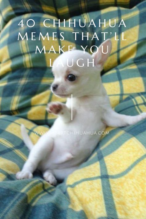 Funny Chihuahua Pictures Hilarious, Chiuaua Puppy Funny, Chiuahaha Funny Memes, Chiuahaha Funny, Funny Chihuahua Videos, Ugly Chihuahua, Chihuahua Dogs Funny, Funny Chihuahua Pictures, Chiwawa Puppies