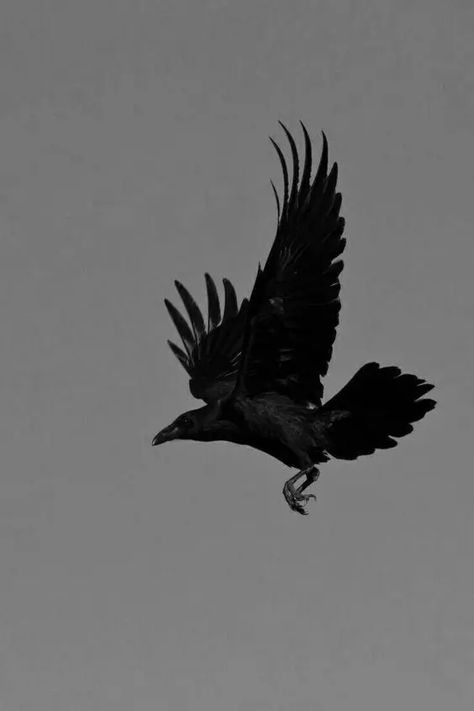 Crows Meaning, Crow Tattoo Ideas, Crow Symbolism, The Crow Tattoo, Black Crows, Crow Tattoo, The Crow, Spiritual Meaning, Birds Tattoo