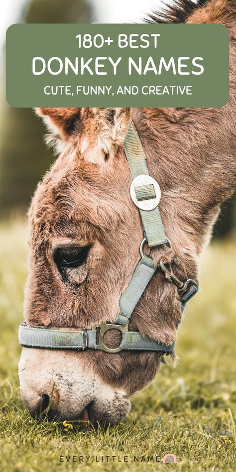 Donkey eating grass. Unique Animal Names, Donkey Quotes Funny, Animal Names Unique, Donkeys Funny, Minature Donkey, Funny Donkey Pictures, Donkey Pictures, Stuffed Animal Names, Animals Name List