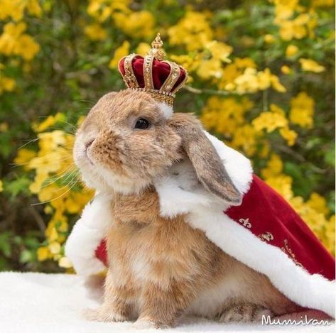 King Bunsley of Nomsland surveying his vegetable domain. #rabbit #rabbits #rabbitlove #rabbitlife #bunny #bunnylove #bunnylife #bunnies Pet Bunny Rabbits, Cele Mai Drăguțe Animale, Cute Bunny Pictures, Bunny Pictures, Pet Bunny, Baby Animals Funny, Pet Rabbit, Funny Bunnies