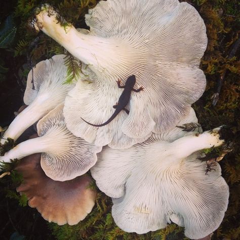 Spores Druid, Whimsical Creatures, Growth And Decay, Oyster Mushrooms, Salamanders, All The Small Things, Mushroom Fungi, Fall Scents, High Fantasy