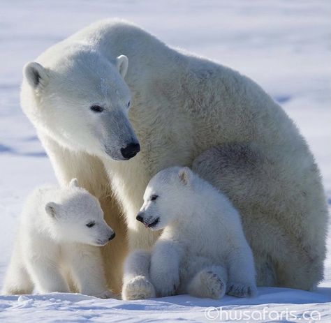 Polar Bear Cubs, Polar Bear Images, Bear And Cubs, Bear Panda, Baby Polar Bears, Arctic Animals, Wildlife Photos, White Bear, Bear Cubs