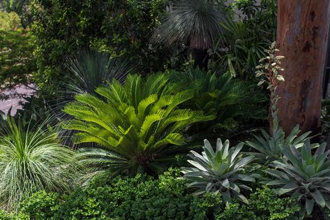 Shady Garden Ideas, Garden Ideas Australia, Shady Gardens, Contemporary Landscape Design, Shady Garden, Garden Landscaping Ideas, Succulent Landscape Design, Contemporary Garden Design, Privacy Plants