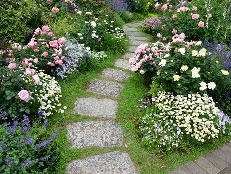 Rose Garden Inspiration, Rose Garden Ideas, Rose Diseases, Rose Garden Landscape, Drift Roses, Rosen Beet, Landscaping With Roses, Knockout Roses, Rose Garden Design