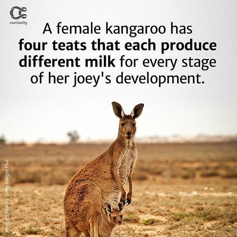 Kangaroo Facts For Kids, Kangaroo Facts, Winter Animal Crafts, Australian Mammals, Medical Mnemonics, Space Stuff, Ap Studio Art, Animal Book, Facts For Kids