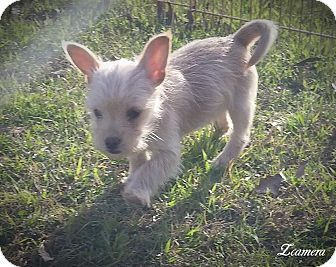 Anderson, SC - Chihuahua/Poodle (Toy or Tea Cup) Mix. Meet Java/pending, a puppy for adoption. http://www.adoptapet.com/pet/17839132-anderson-south-carolina-chihuahua-mix Chihuahua Poodle, Poodle Toy, Puppies For Adoption, Anderson Sc, Chihuahua Mix, Chihuahua Puppies, Puppy Adoption, Toy Poodle, Rescue Dogs