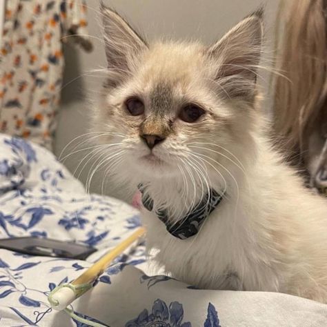 Vet Student Places Sick Feral Kitten Into Foster Home to Help Her Heal - The Animal Rescue Site News Irish Dog Breeds, Feral Kittens, Small Kitten, Upper Respiratory Infection, Vet Student, Small Kittens, Kitten Rescue, Baby Goats, Foster Home