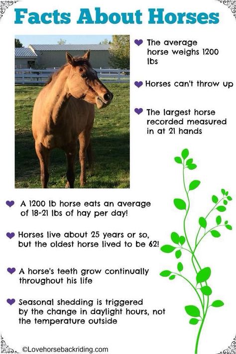 Ooooooooo horse facts. Nice to know What Do Horses Eat, What Can Horses Eat, Horse Facts Interesting, Things To Know About Horses, How To Take Care Of A Horse, Horse Camp Ideas, Interesting Facts About Horses, Facts About Horses, Horse Lessons