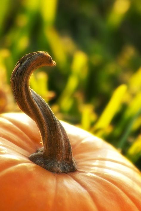 Fall Pumpkins Painting, Pumpkin Photography, Pumpkin Stem, Autumn Scenes, Autumn Days, Orange Pumpkin, Fabulous Fall, Foto Art, Autumn Beauty