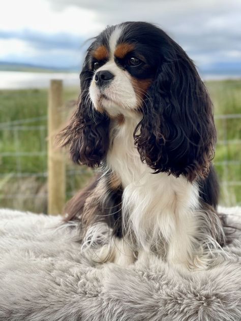 Cavalier King Spaniel, Toy Spaniel, King Spaniel, Cavalier Dog, Cavalier King Charles Dog, Cavalier Spaniel, King Charles Dog, King Charles Cavalier Spaniel Puppy, English Toy Spaniel