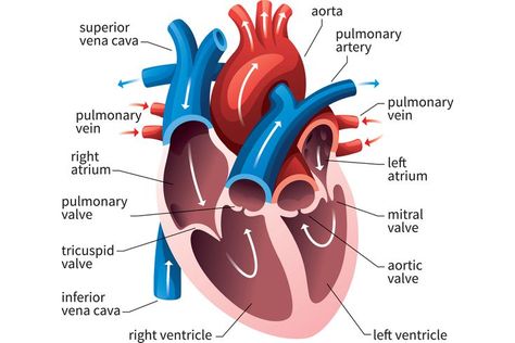 How the Human Heart Evolved Four Chambers Double Circulation, Structure Of The Heart, Science Project Models, Gcse Pe, Nursing Hacks, Cardiac Muscle, Heart Structure, Cardiac Cycle, Science Pins