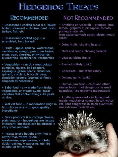 Need to give them safe treats Hedgehog Treats, Hedgehog Food, Hedgehog Care, Hedgehog Cage, Landak Mini, Pygmy Hedgehog, Hedgehog House, Hedgehog Pet, Baby Hedgehog