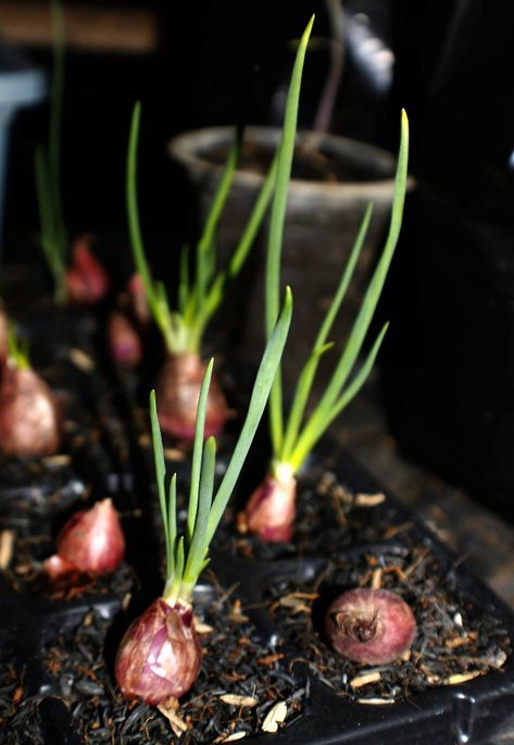 Onion Farming, Grow Shallots, Growing Shallots, Grow Onions, Growing Vegetables In Pots, Vegetable Garden For Beginners, Eco Friendly Garden, Seed Starter, Growing Strawberries