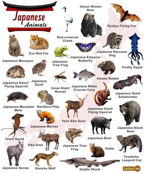 Animals In Japan, Japanese Wildlife, Brazil Animals, Animals Name List, Asian Animals, Animal Infographic, Japanese Animals, Wildlife Biologist, List Of Animals