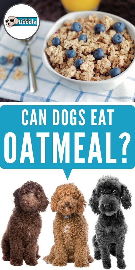 Can dogs eat oatmeal? Is oatmeal good for dogs? Here’s what you need to know to keep your pup safe, healthy, and happy!  This post is part of our 'Read Before You Feed' series where we discuss which human meals and snacks are dog friendly foods and which aren't.  #oatmeal #dogfood #dogtreats #dogfriendly #dogsafety #goldendoodle #labradoodle Beans Dogs Can Eat, Breakfast Food For Dogs, Dog Food With Oatmeal, Dog Oatmeal, Oatmeal For Dogs, Oatmeal Dog Treats, Can Dogs Eat Corn, Wheat Alternatives, Make Dog Food