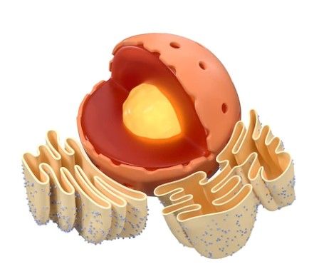 FUNCTIONS OF ENDOPLASMIC RETICULUM Biology Aesthetic, Endoplasmic Reticulum, Cell Organelles, Membrane Structure, Plasma Membrane, Biology Art, Cell Division, Muscle Contraction, Plant Cell