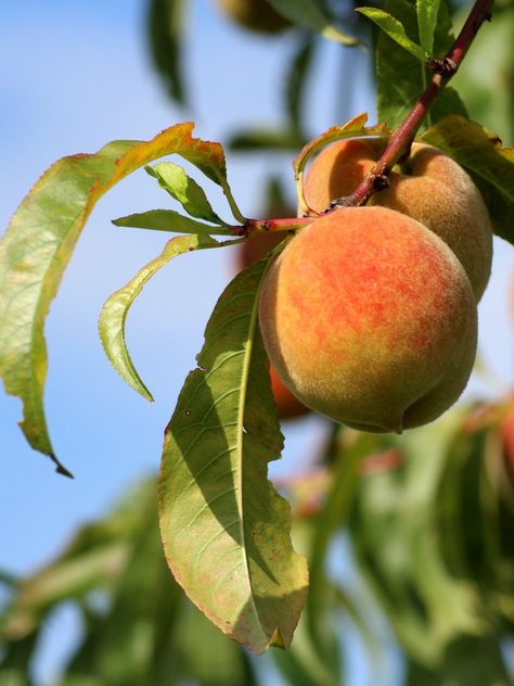 Farm Facts, Peach Festival, Low Histamine Diet, Growing Fruit Trees, Yellow Fruit, Peach Fruit, Cocktail Sauce, Peach Trees, Ornamental Trees