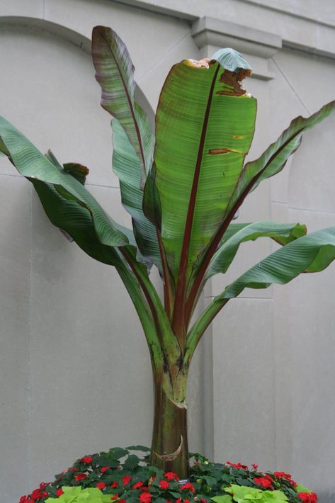 Big, Bold, Tropical Foliage Plants Big Leaf Plants Outdoor, Large Leaf Plants, Big Leaf Plants, Container Roses, Corn Plant, Plants Outdoor, Big Leaves, Pollinator Garden, Tropical Foliage