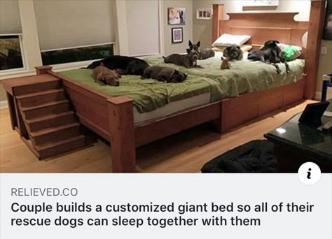 Dog Bed Beside Human Bed, Human Bed, Giant Beds, Giant Dog Beds, Bed Extension, Human Dog Bed, Sleeping Together, Home Design Magazines, Diy Dog Bed