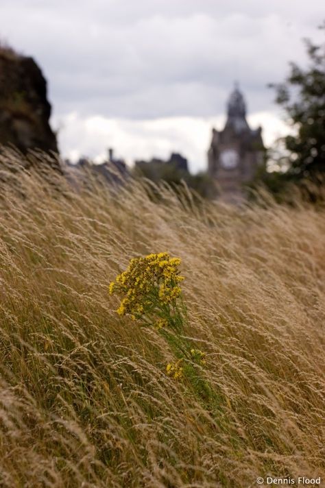 Wind - I LOVE wind! Element Wind Aesthetic, Wind Aesthetics Element, Wind Blowing Aesthetic, Windy Weather Aesthetic, Wind Aesthetics, Windy Aesthetic, Trees In The Wind, Wind Photography, Prince Of England