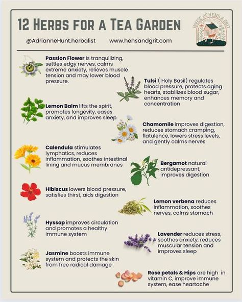 Tea Garden Herbs, How To Identify Herbs, Tea Plants Gardening, Herbal Tea Plants, Plants You Can Make Tea From, Tea Plants Garden, Tea Garden Plants Design, Plants For Tea Garden, Begginer Garden Plants