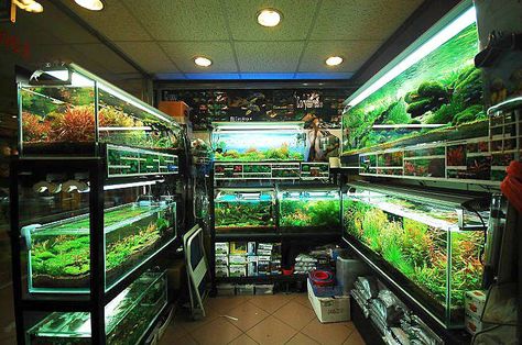 Bubbles Aquarium Shop - Hong Kong Fish Rack, Aqua Scape, Tank Terrarium, Fish Room, Aquarium Store, Aquarium Shop, Fish Store, Amazing Aquariums, Fish Tank Terrarium