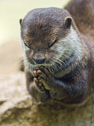 Another funny shot of an otter praying, with closed eyes, this time! - Photo by Tambako the Jaguar Sejarah Kuno, Otter Love, Sweet Animals, Animal Planet, Animal Photo, An Animal, 귀여운 동물, Animals Friends, Otters