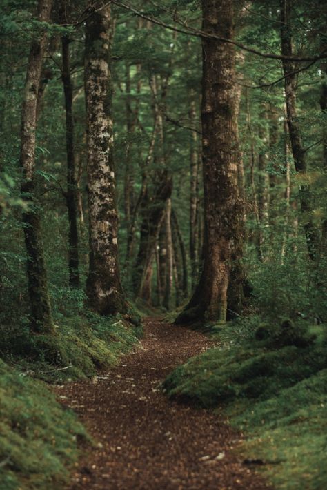 Vertical shot of a beautiful forest with... | Free Photo #Freepik #freephoto #tree #travel #water #wood Forest Core, Pine Trees Forest, Forest Background, Forest Photos, Forest Wallpaper, Beautiful Forest, Tree Forest, Forest Landscape, Pine Forest