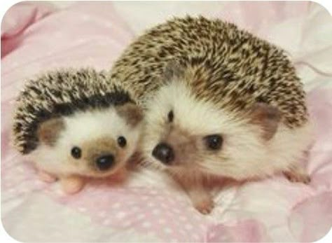 Bff 3, Hedgehog Pet, Baby Hedgehog, A Hedgehog, Animals Friendship, Baby Animals Pictures, Cute Hedgehog, Baby Animals Funny, Kung Fu Panda