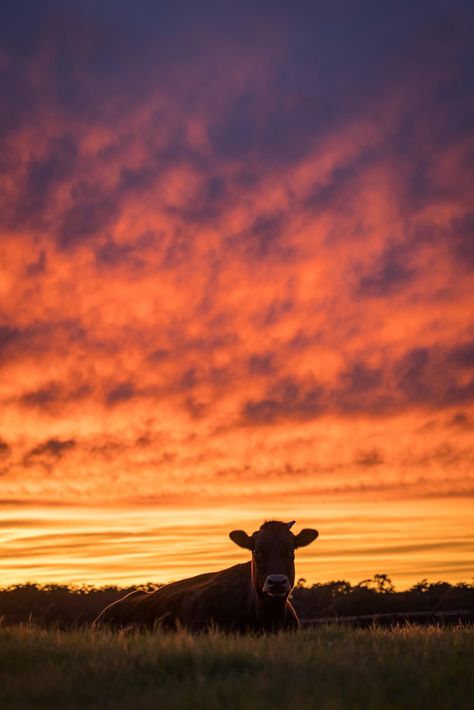 Cows And Sunsets, Brown Cow Aesthetic, Tennessee Ranch, County Wallpaper, Cows And Flowers, Farm Humor, Country Sunset, Cow Wallpaper, Walpapers Cute