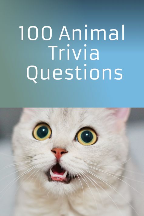 Are you an animal enthusiast ready to test your knowledge and learn more about your favorite creatures? Dive into our guide on Fun Animal Trivia Questions: 100 Questions and Answers to Test Your Knowledge - Living Wild & Green and discover exciting facts and figures about the animal kingdom. Perfect for family game nights, trivia events, or just for personal enlightenment! #quiz #quizzes #animals #trivia Animal Trivia Questions And Answers, Kids Trivia Questions, Eye Quiz, Animal Trivia, Guess The Animal, Animal Riddles, Trivia Questions For Kids, Movie Trivia Questions, Staff Appreciation Ideas