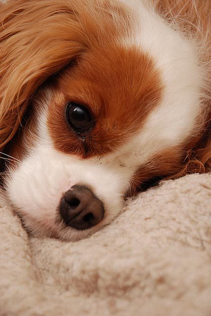 Royal Dog Breeds, King Charles Cavalier Spaniel Aesthetic, Most Expensive Dog, Expensive Dogs, Cavalier King Charles Dog, King Charles Dog, King Charles Cavalier Spaniel Puppy, Psy I Szczenięta, Puppies And Kitties