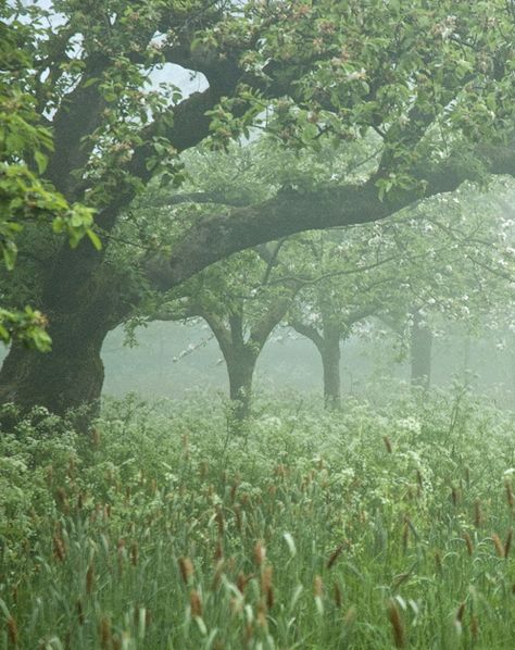 Lovely Places, Forest Path, Late Spring, The Mist, Green Garden, Country Life, Cottage Garden, Beautiful World, Secret Garden